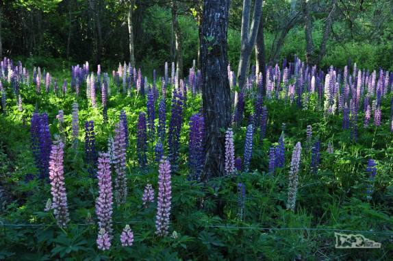 No meio do bosque, onde chega a luz do sol, um verdadeiro jardim de flores! (região de El Bolsón, na Argentina)